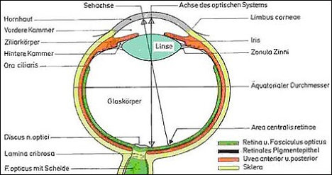 Progressive Retina Atrophie