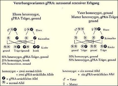 Progressive Retina Atrophie